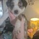 Aussie/heeler puppies