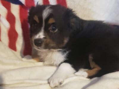 Toy Australian Shepherd