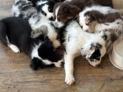 Australian shepherd puppies