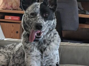 Poppy/ Blue heeler and German Shepherd mix