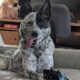 Poppy/ Blue heeler and German Shepherd mix