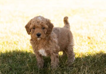 F1B Cavapoo male puppy in Indiana (Ajax)