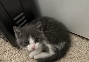 Kittens