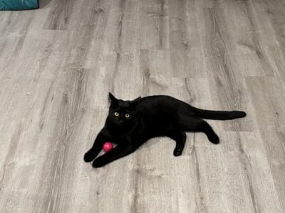 Free Cat (fixed and microchipped)