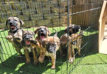 English mastiff puppies