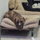 Brick (American pitbull terrier)