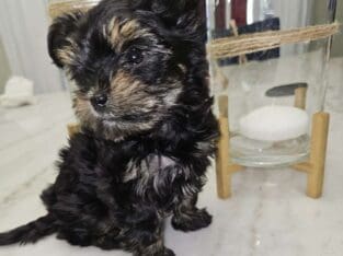 Beautiful Teddy Yorkie
