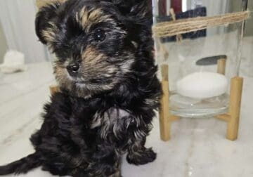 Beautiful Teddy Yorkie
