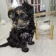 Beautiful Teddy Yorkie