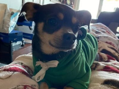 Purebred blue blood line Chihuahua