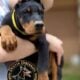 Doberman Puppies