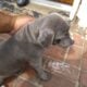 female puppy looking for good home