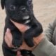 Black. Pug