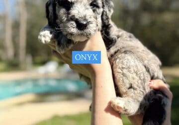 Pyredoodle puppies available🤍🐶 – Onyx