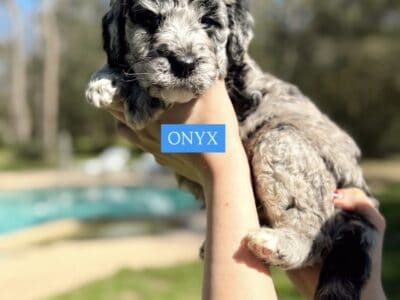 Pyredoodle puppies available🤍🐶 – Onyx