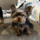 CKC Teacup Yorkie puppies