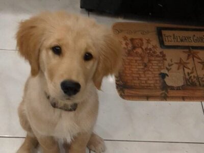 3.5 month old Golden Retriever
