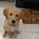 3.5 month old Golden Retriever