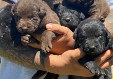 🐾 Adorable Labrador Retriever Puppies – Rehoming