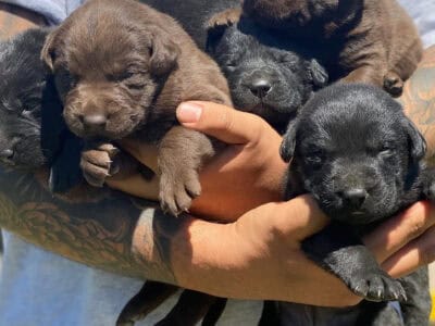 🐾 Adorable Labrador Retriever Puppies – Rehoming