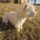 Purebred Adult West Highland Terriers