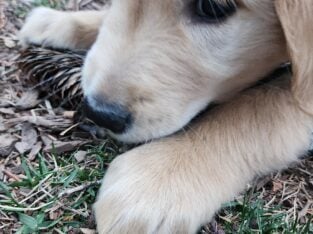 Chomper Golden Retriever