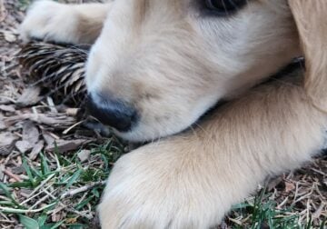 Chomper Golden Retriever