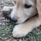 Chomper Golden Retriever