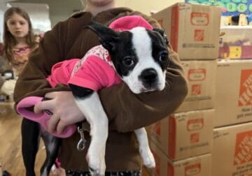 Boston Terrier Puppy