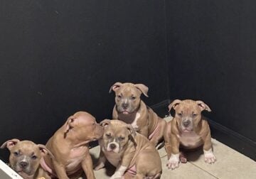 American bully