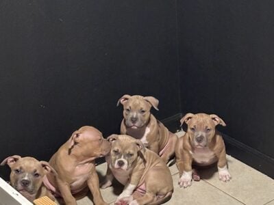 American bully