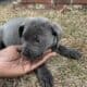 Puppies are ready to go now . They come with paper