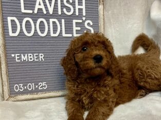 Ember Mini Goldendoodle