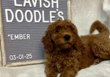 Ember Mini Goldendoodle