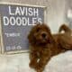 Ember Mini Goldendoodle