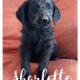Labradoodle Puppies