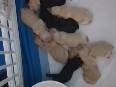 Portuguese Water Dog x Labrador Retriever