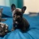 FRENCHIES
