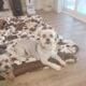2 Sweet Morkies Looking for New Home