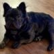 Blue Male altered 11mth blue French Bulldog