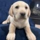 Pure Yellow Puppy Labs
