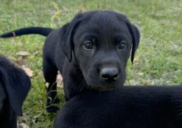 Black Lab Puppies 3 Males