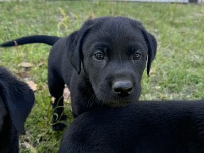 Black Lab Puppies 3 Males