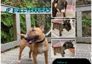 Bullterriers