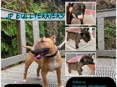 Bullterriers