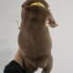 English Bulldog Chocolate AKC