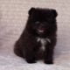 Fluffy Ball Black Pomeranian Puppy Male