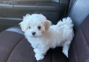 Maltese N Oklahoma