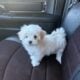 Maltese N Oklahoma
