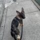 German Shepard Puppy